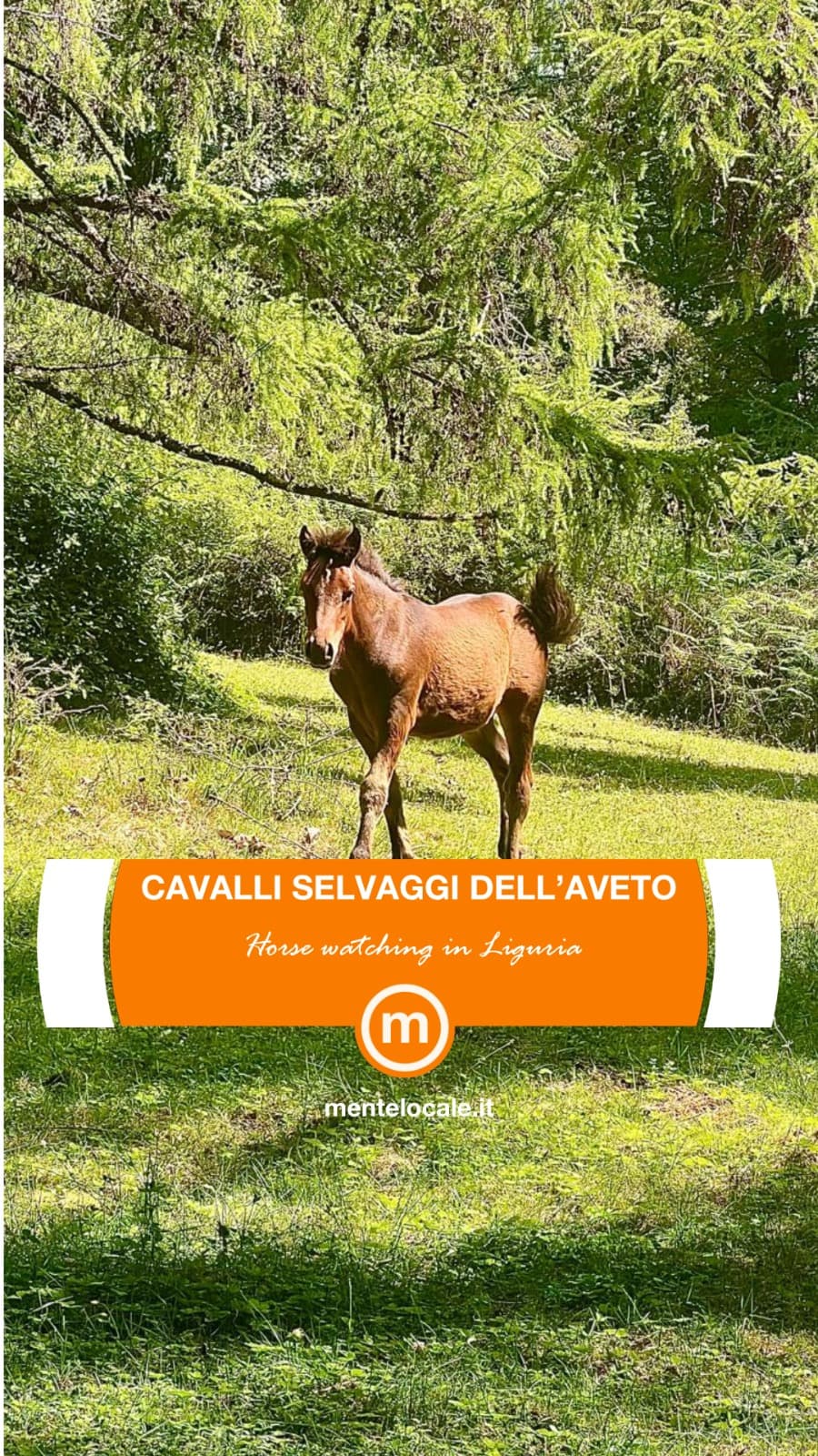 Cavalli selvaggi dell'Aveto